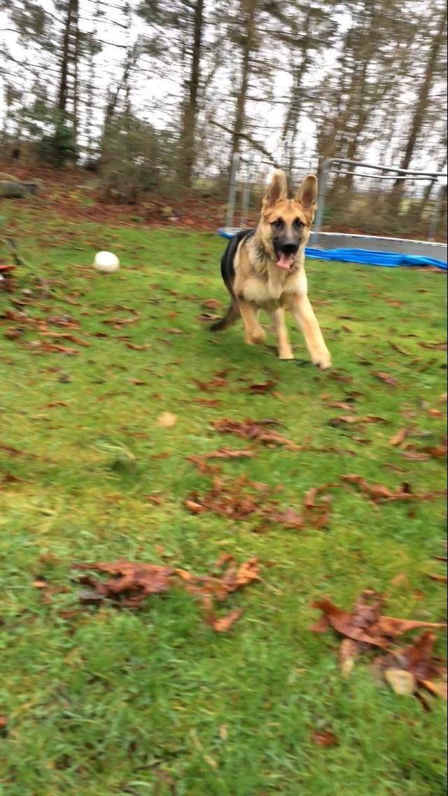 Schæferhund Eico billede 19