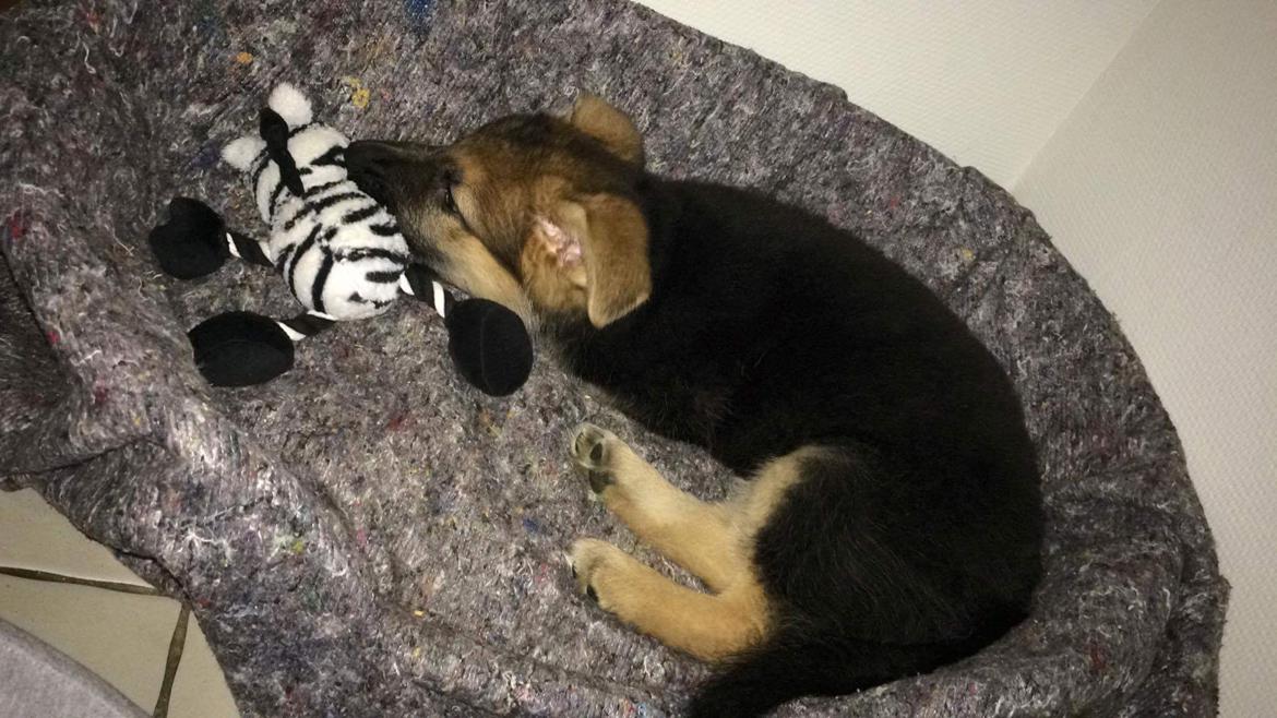 Schæferhund Eico billede 20