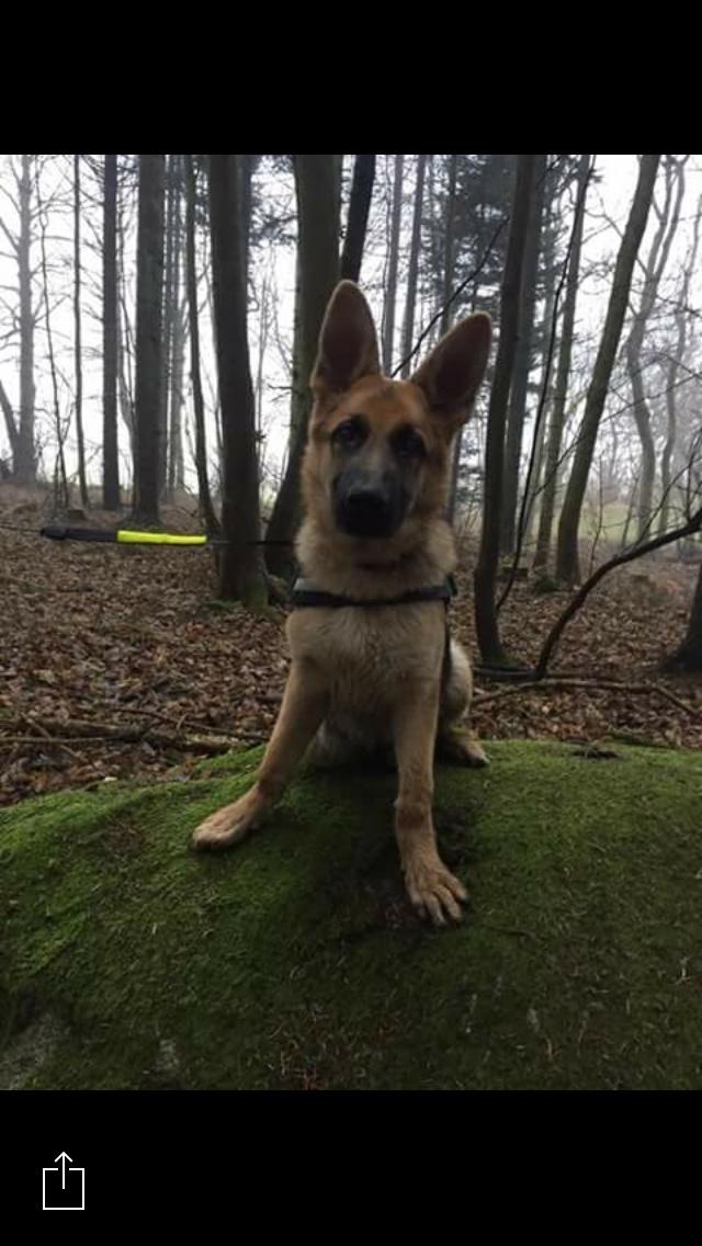 Schæferhund Eico billede 21