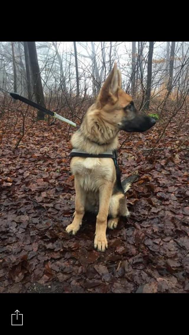 Schæferhund Eico billede 22