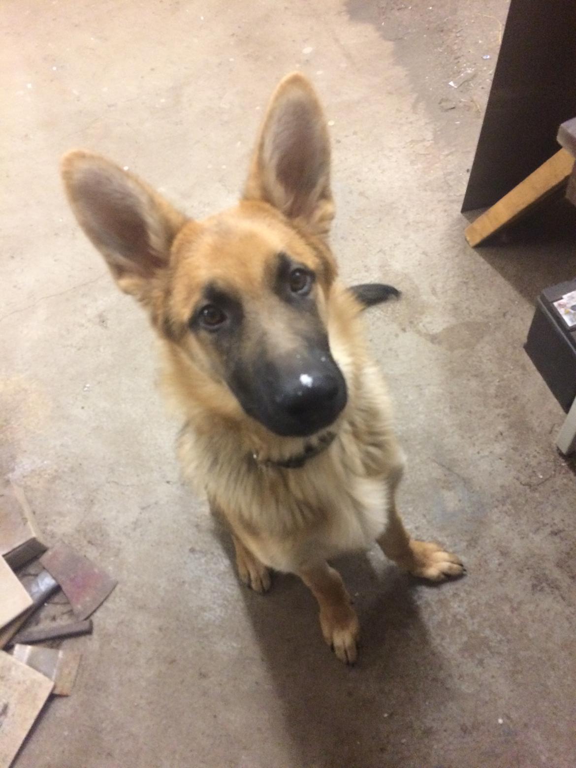 Schæferhund Eico billede 23