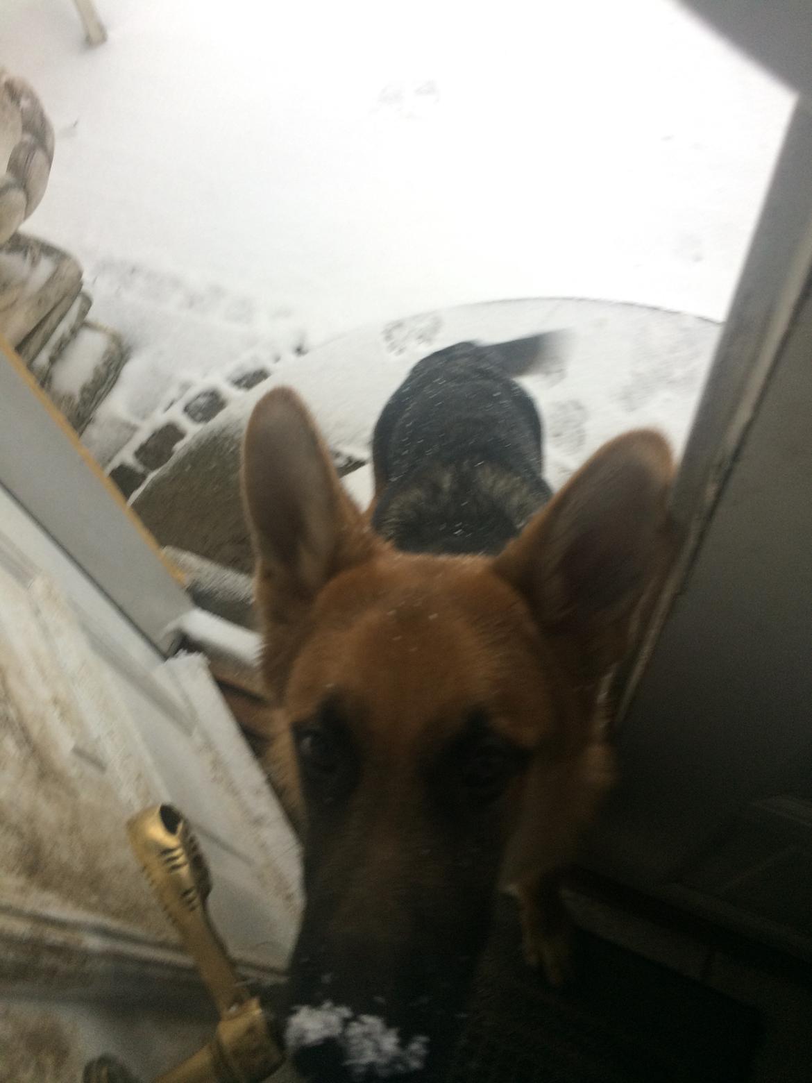 Schæferhund Eico billede 24