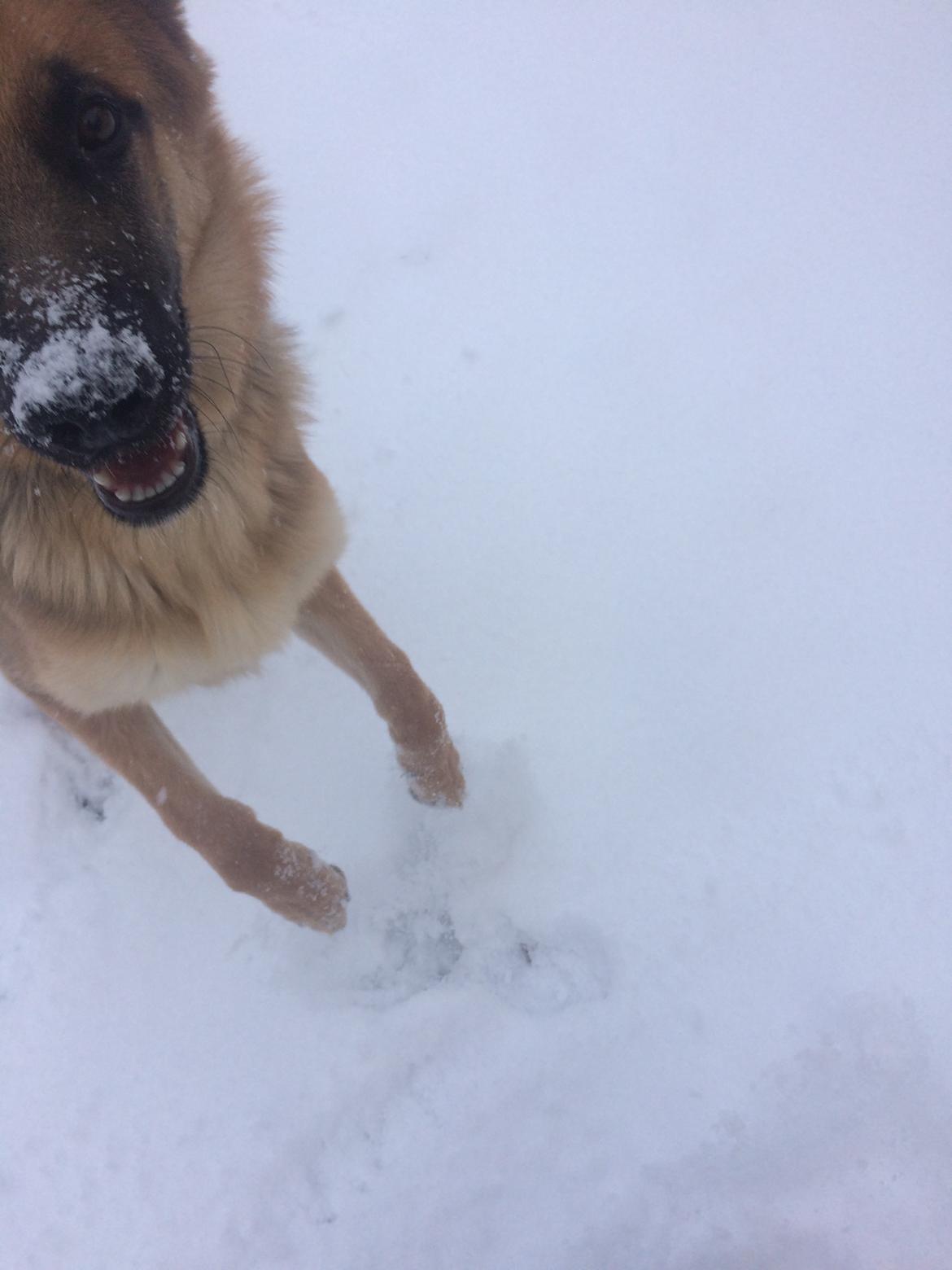 Schæferhund Eico billede 25