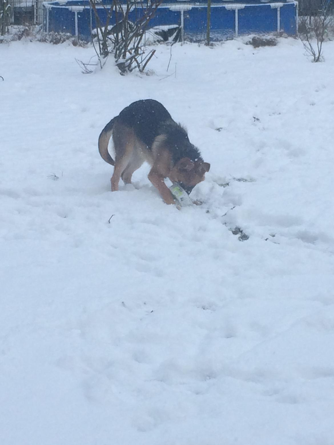 Schæferhund Eico billede 26
