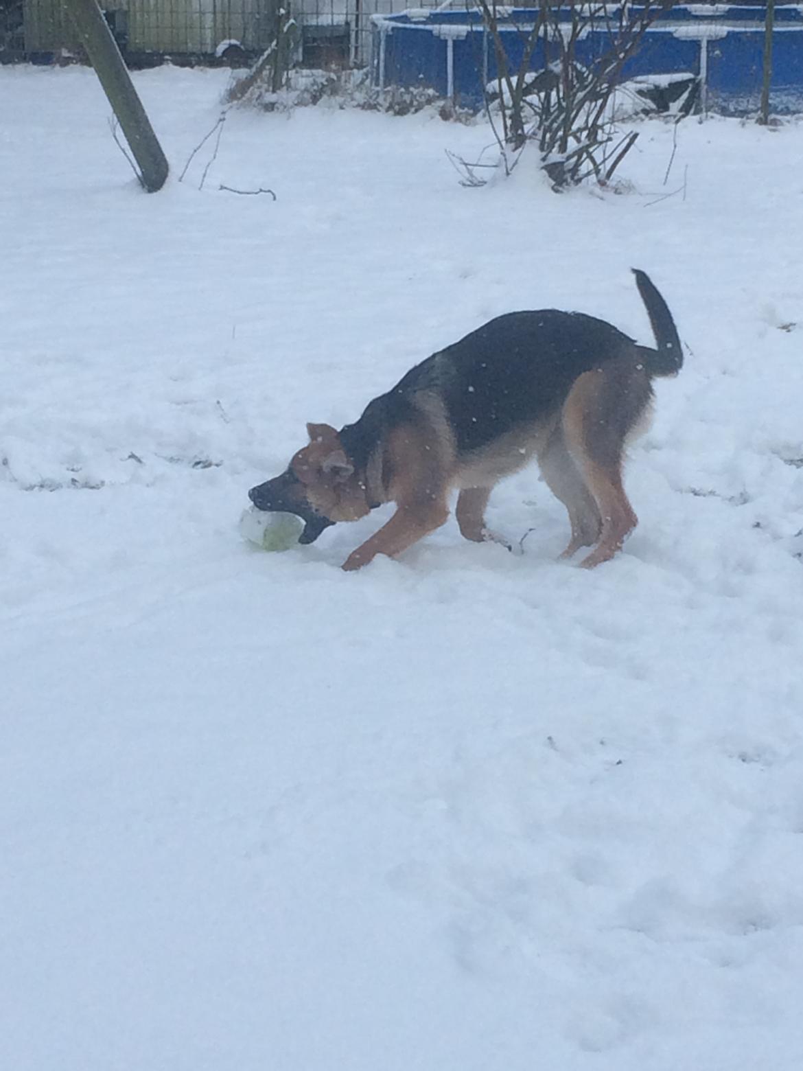 Schæferhund Eico billede 28