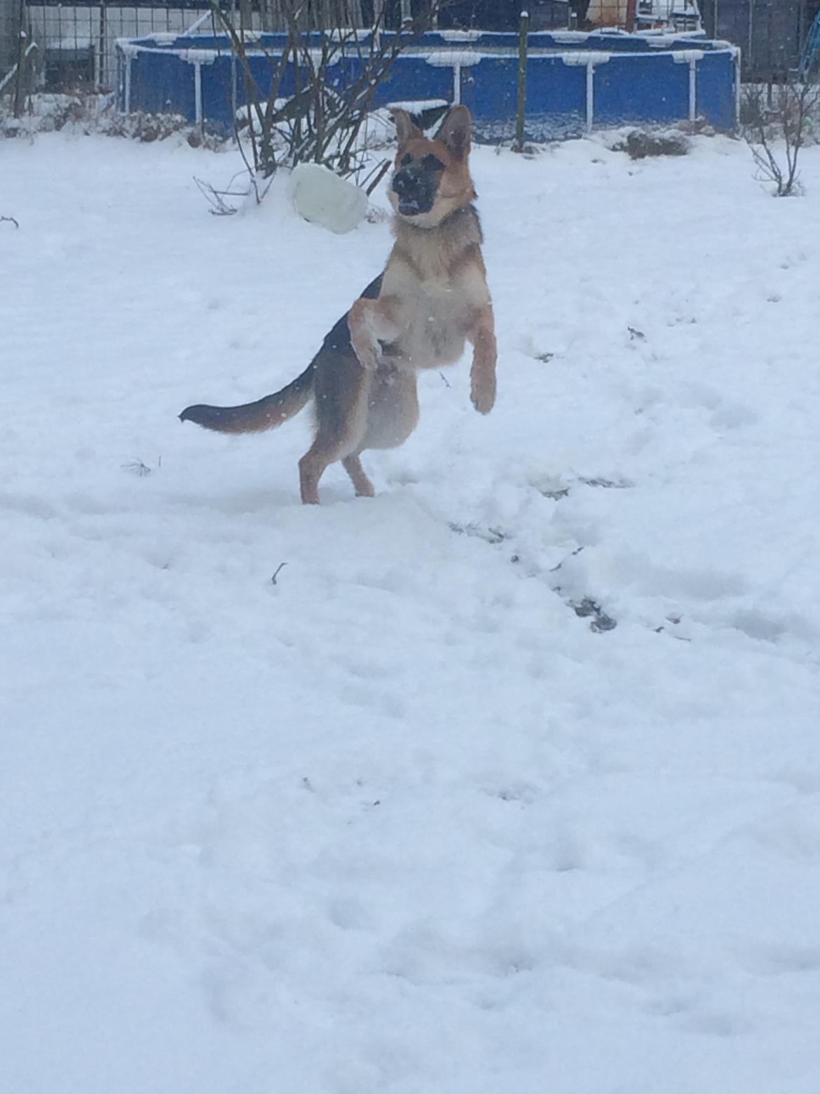 Schæferhund Eico billede 27