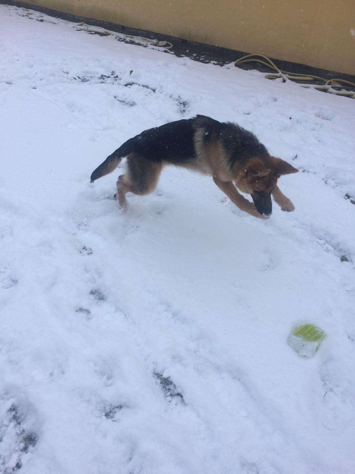 Schæferhund Eico billede 29