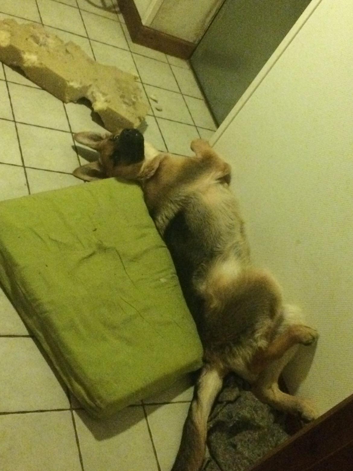 Schæferhund Eico billede 32