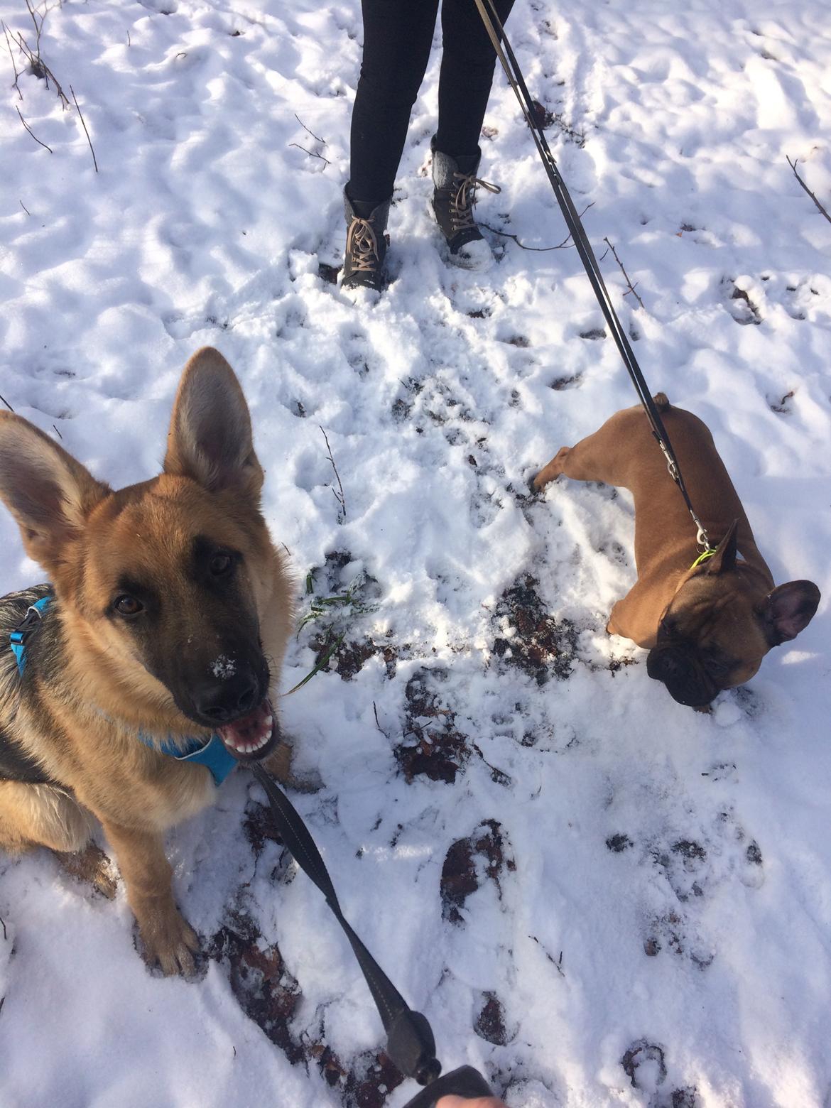 Schæferhund Eico billede 33