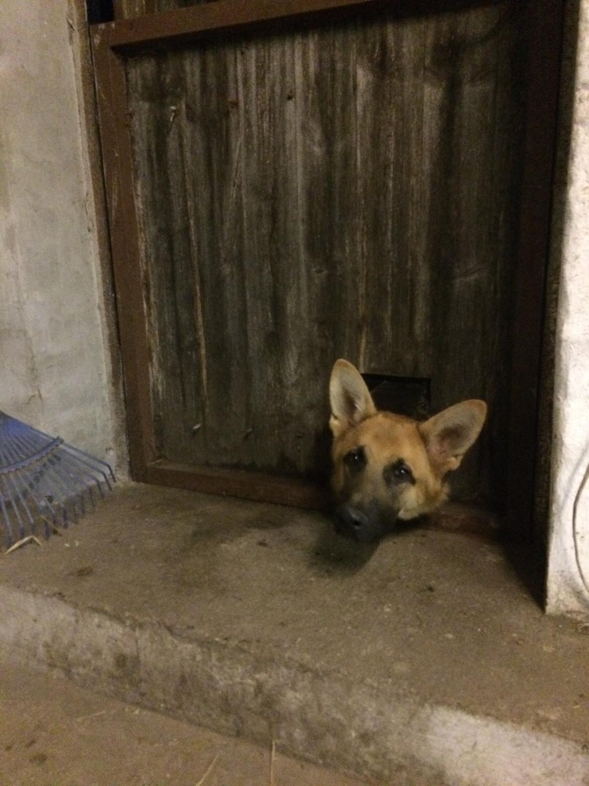 Schæferhund Eico billede 36