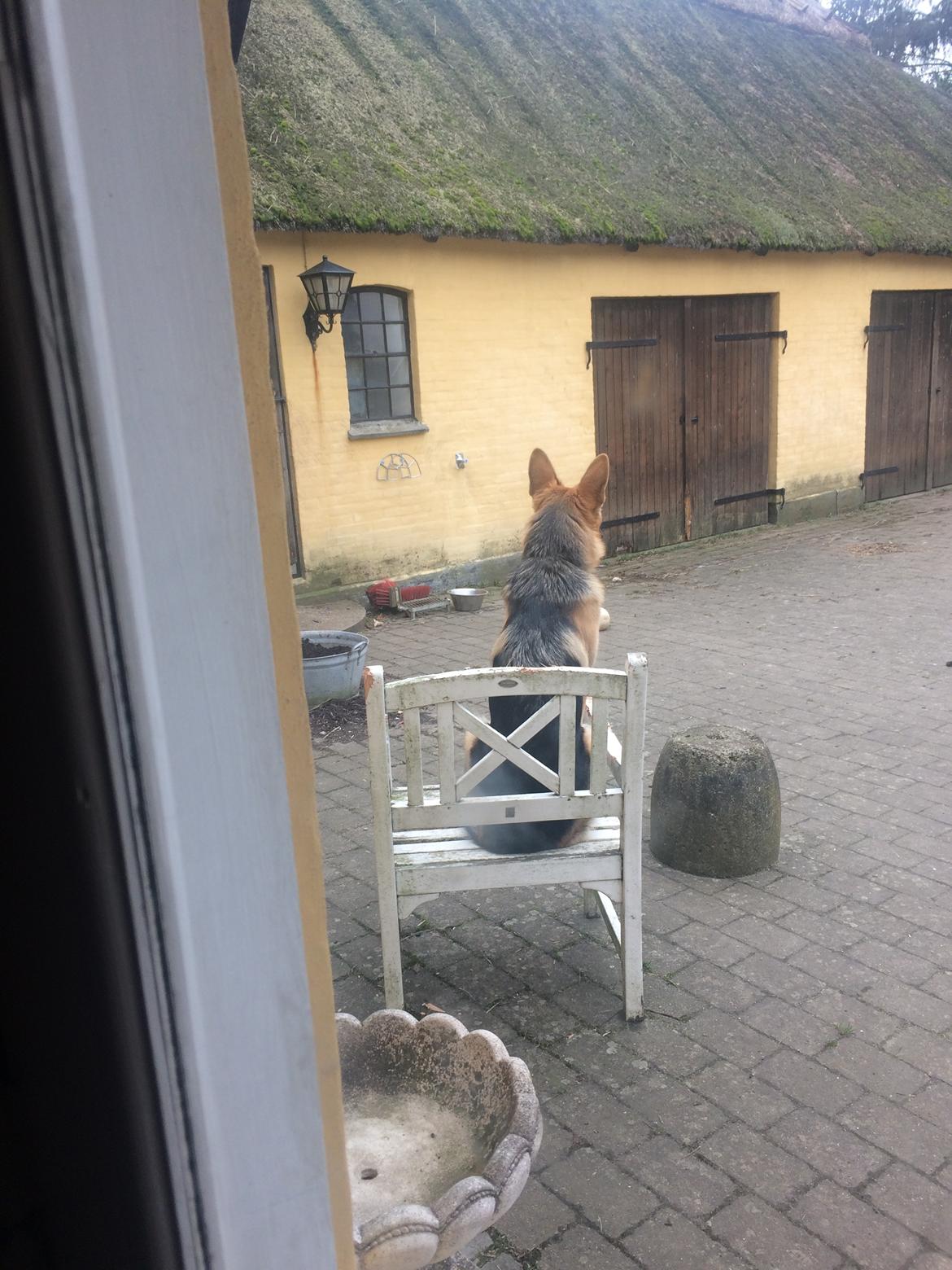 Schæferhund Eico billede 37