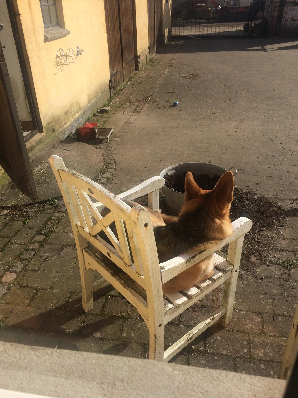 Schæferhund Eico billede 39