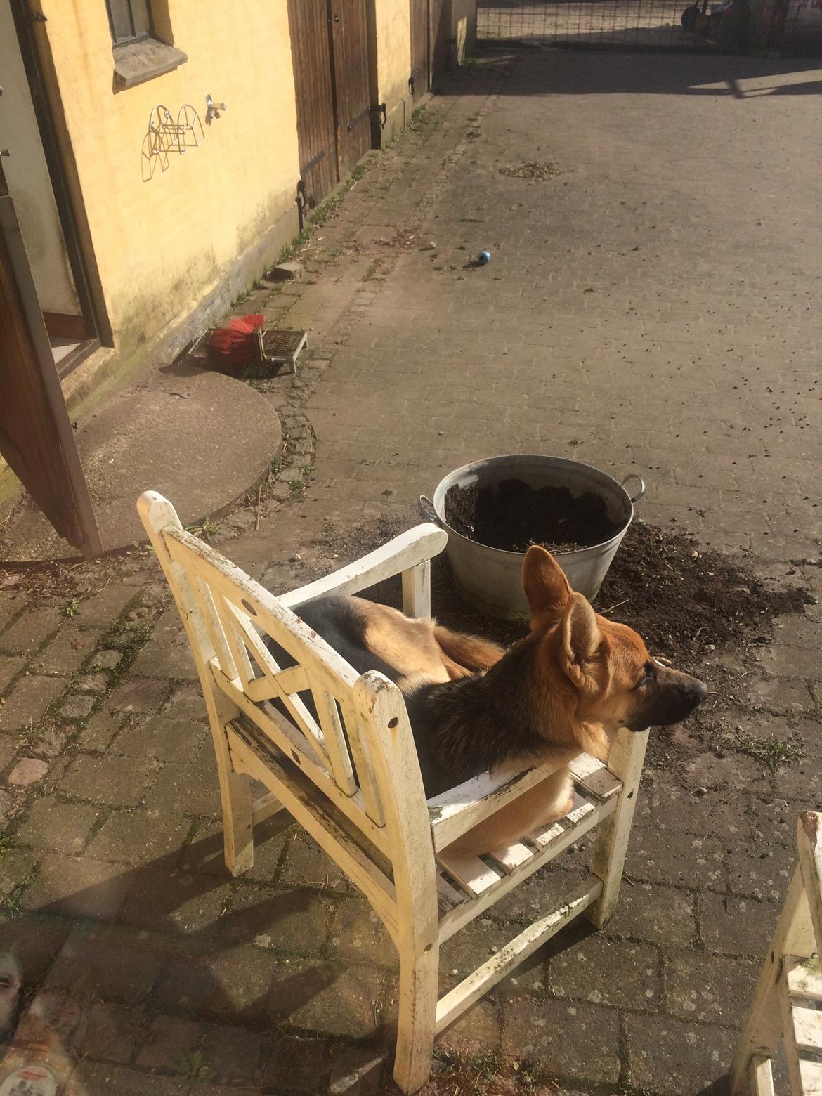 Schæferhund Eico billede 40