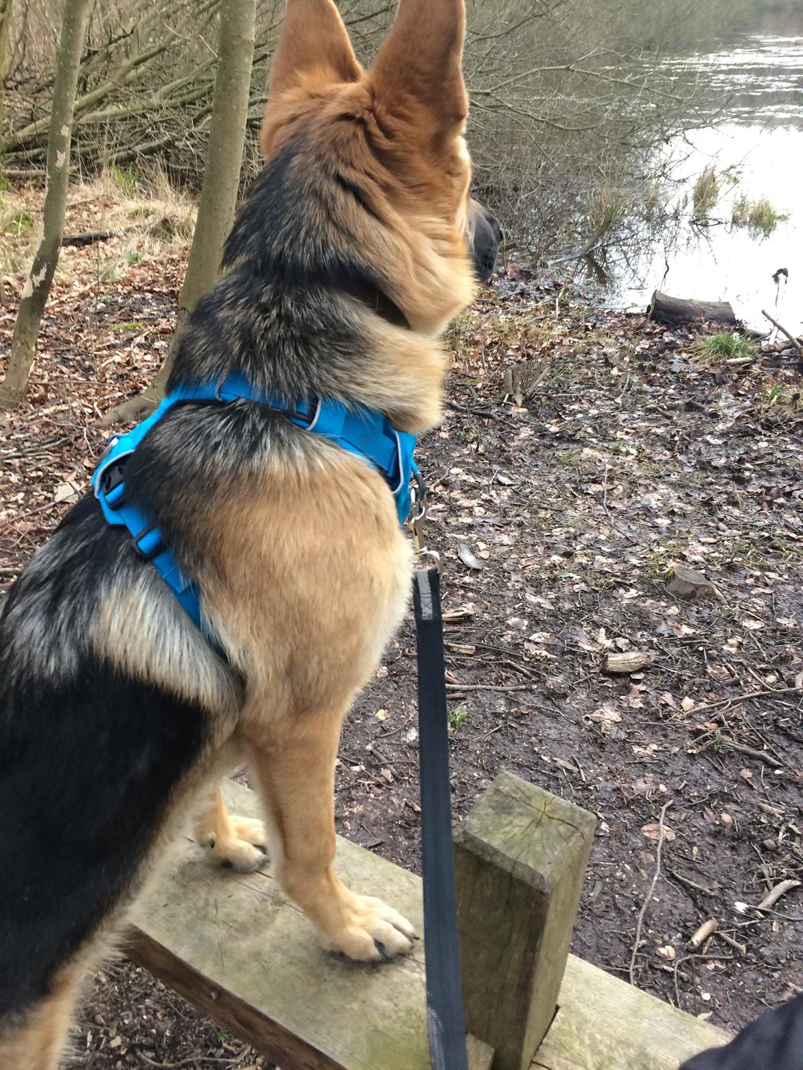 Schæferhund Eico billede 42