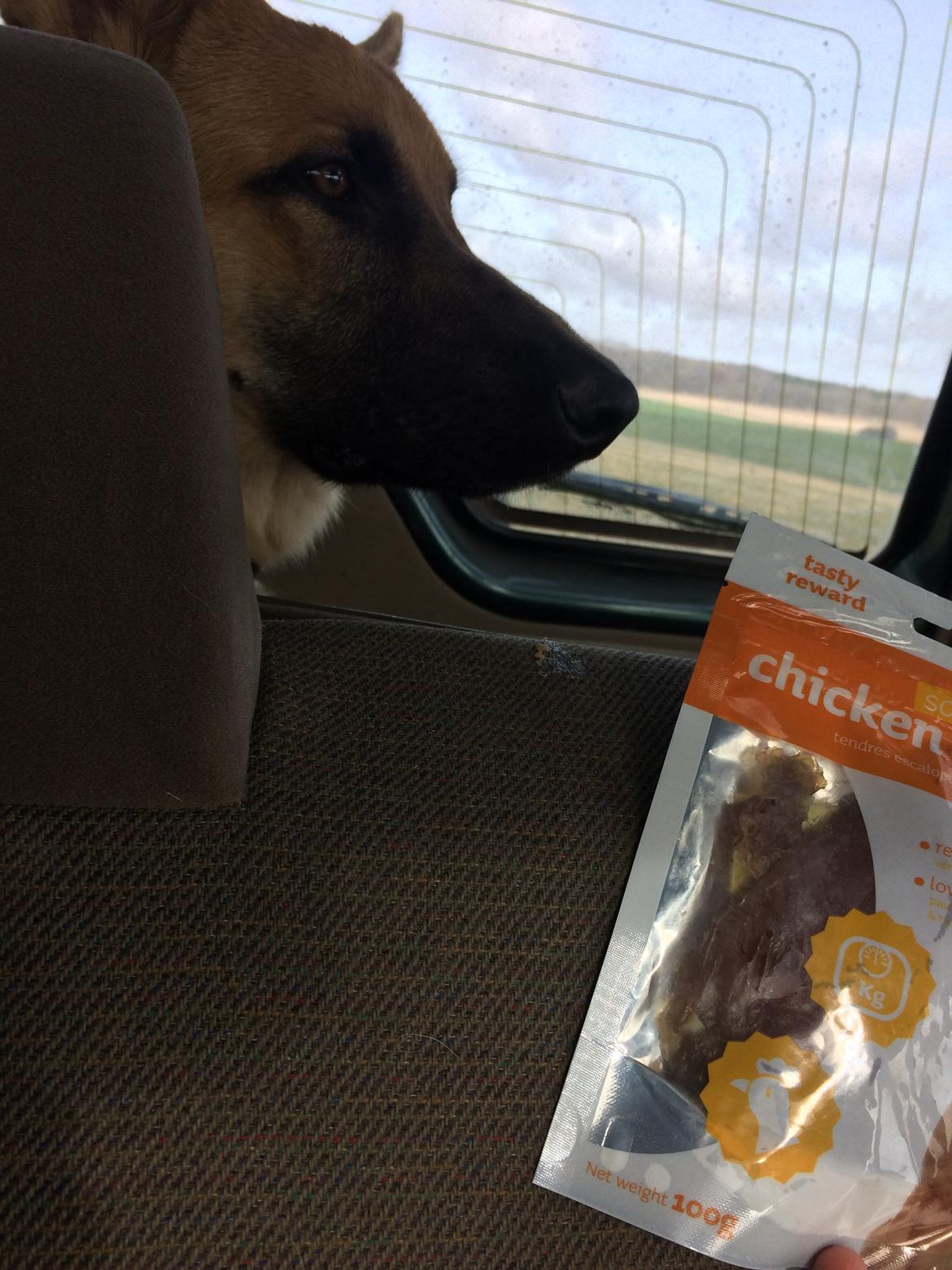 Schæferhund Eico billede 43