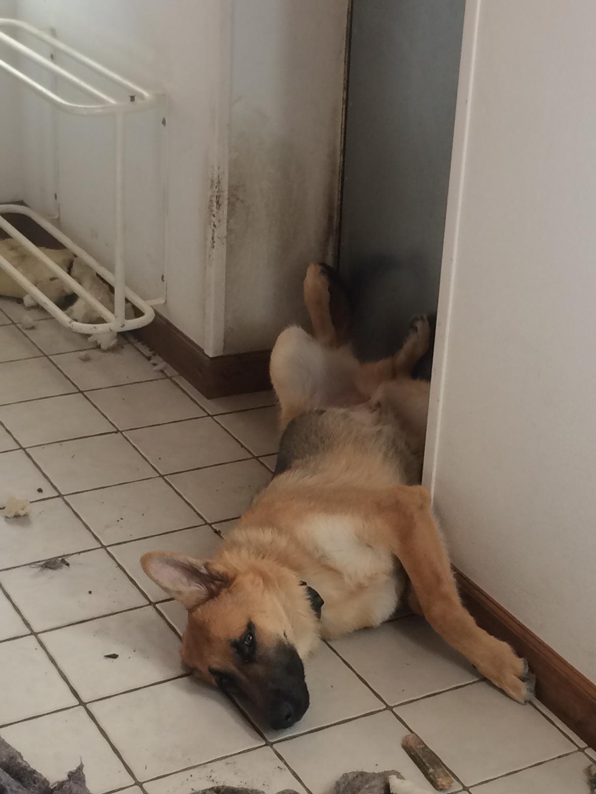 Schæferhund Eico billede 48