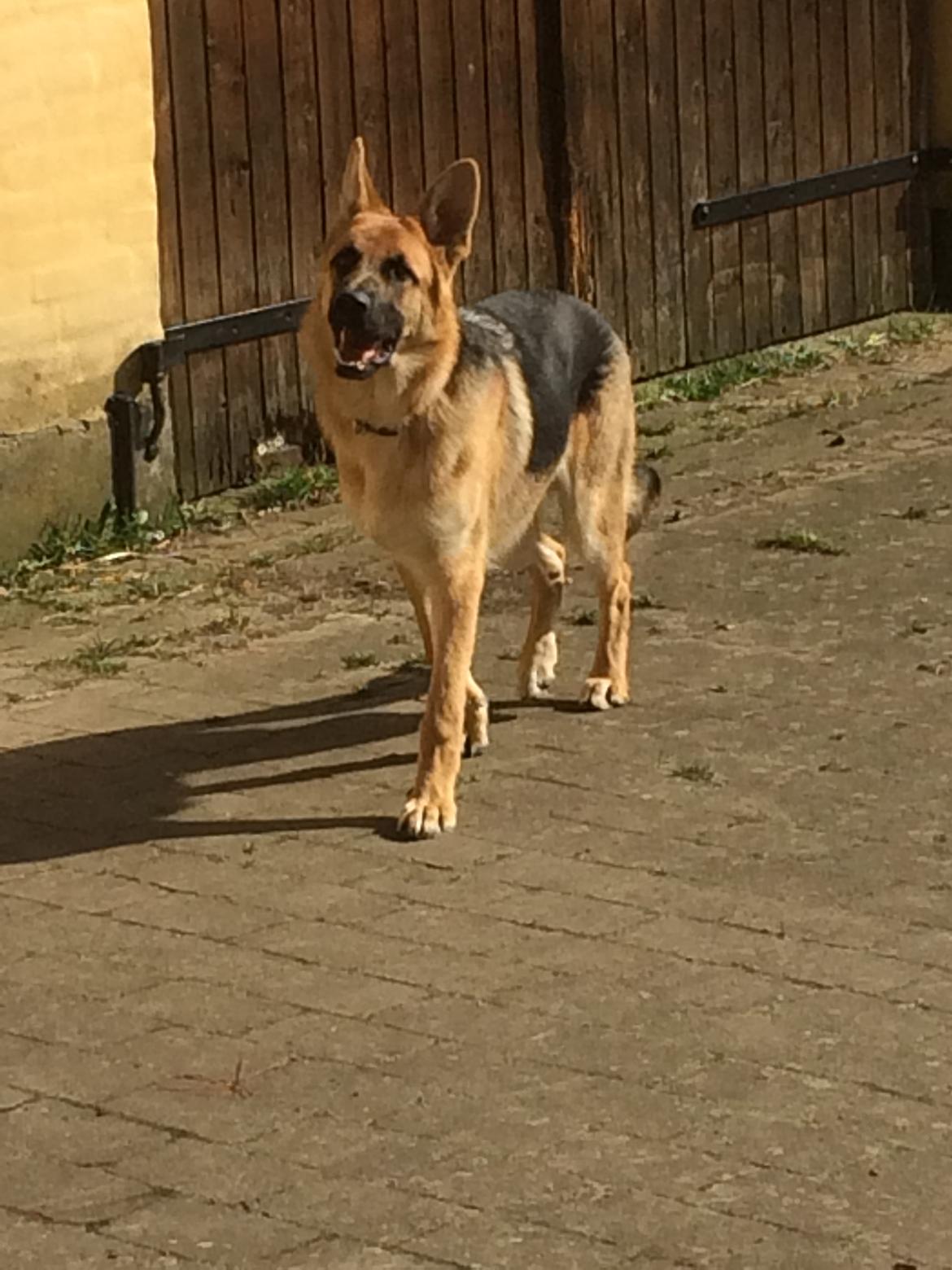 Schæferhund Eico billede 47