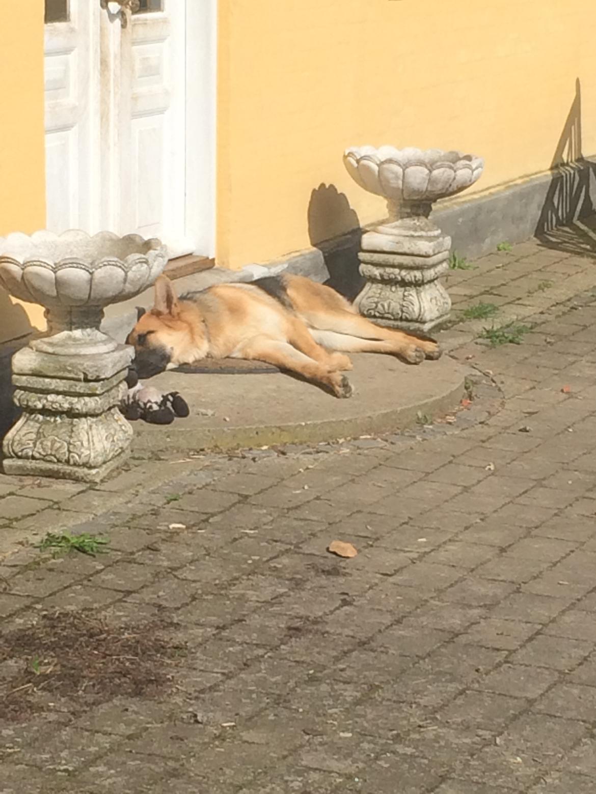 Schæferhund Eico billede 30