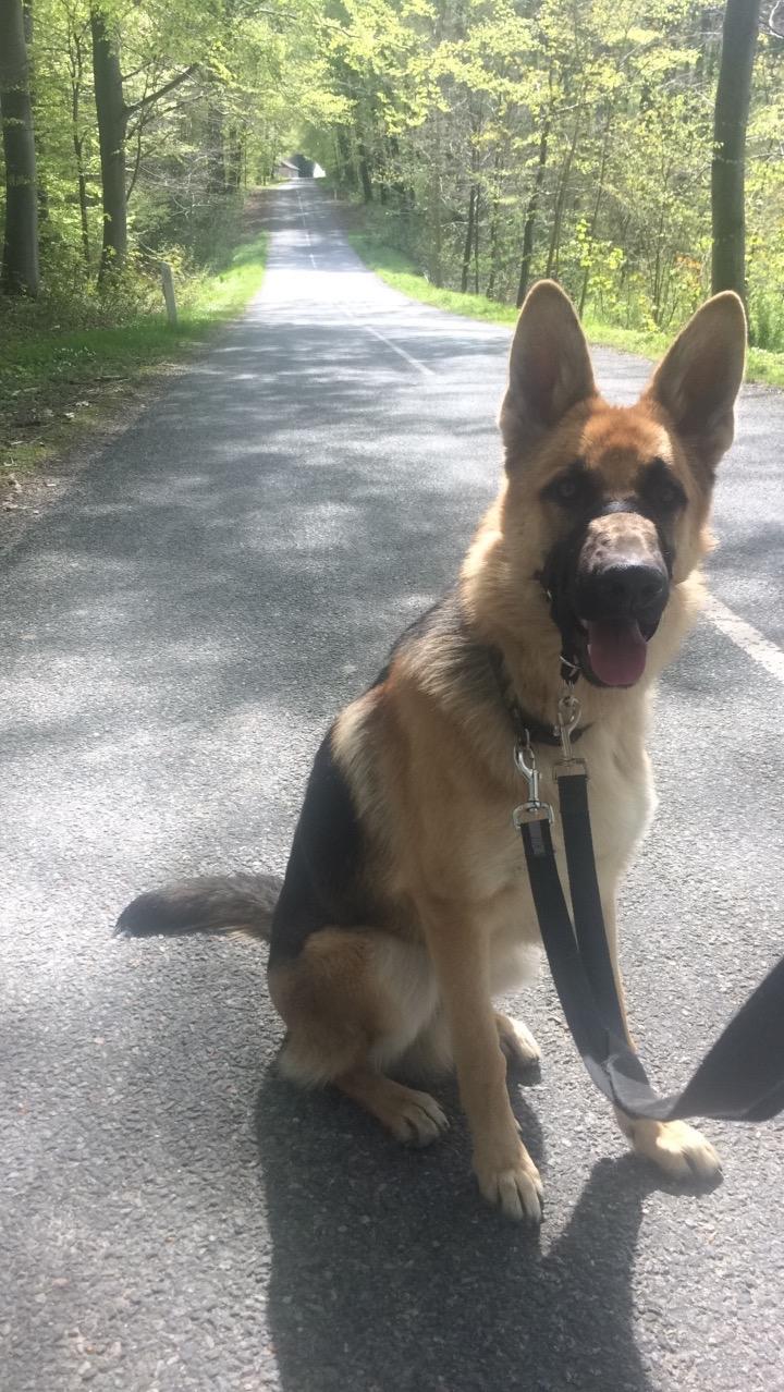 Schæferhund Eico billede 31