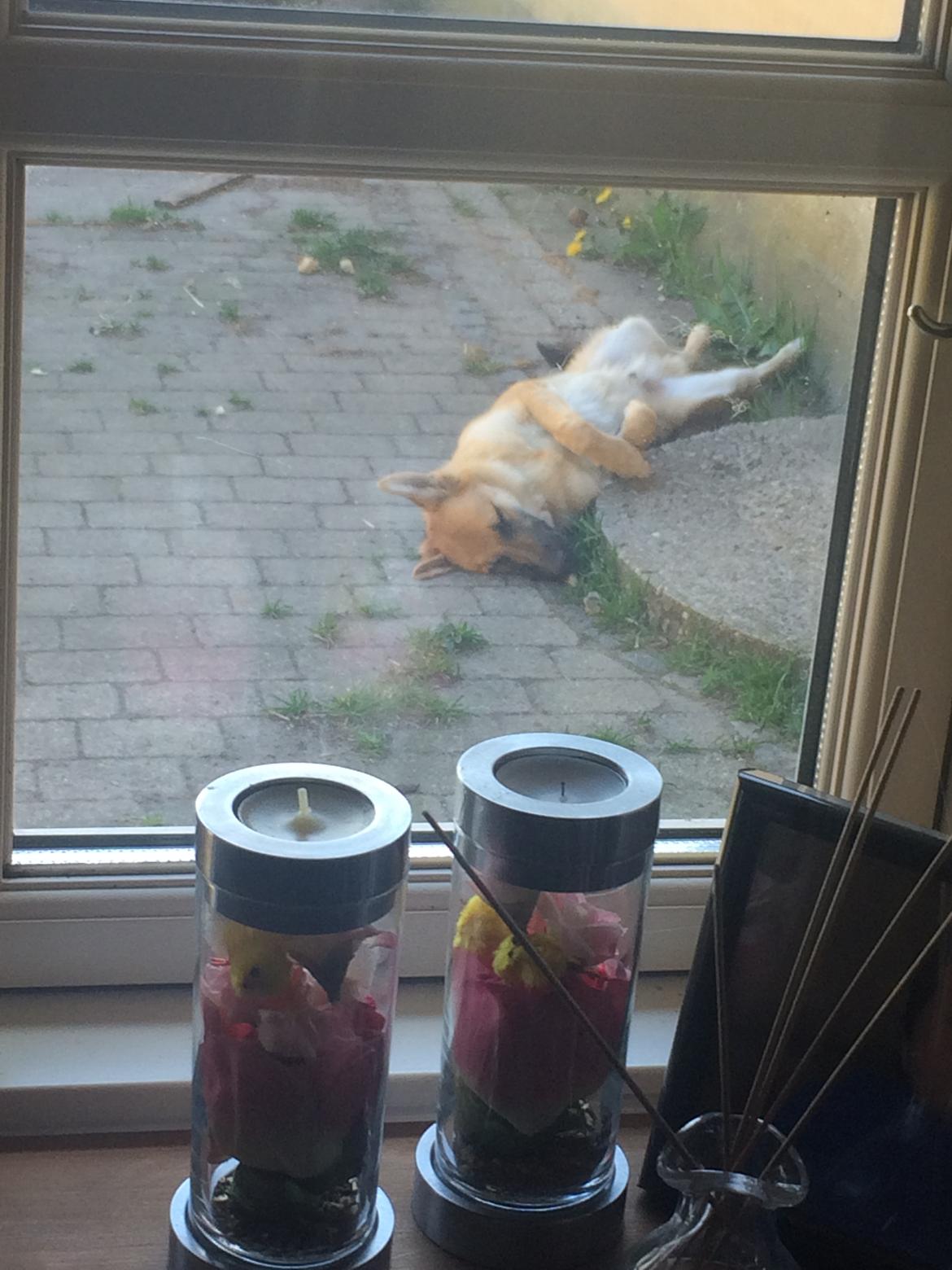 Schæferhund Eico billede 34