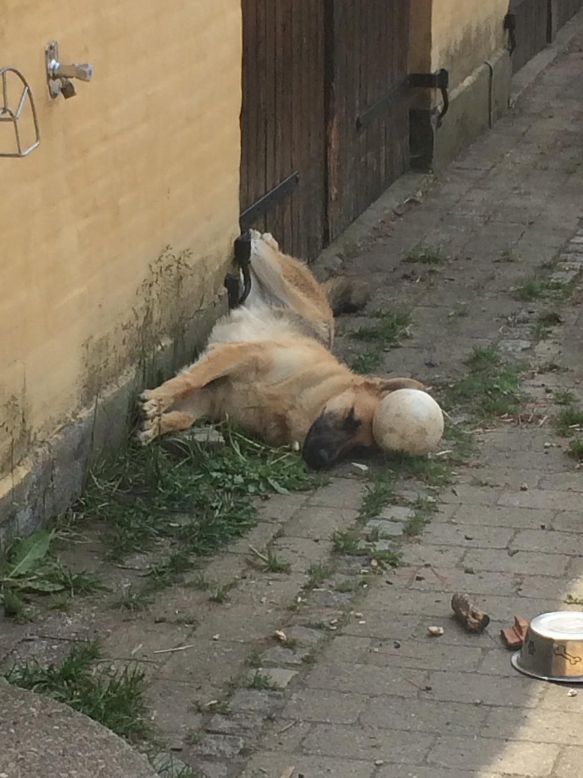 Schæferhund Eico billede 35