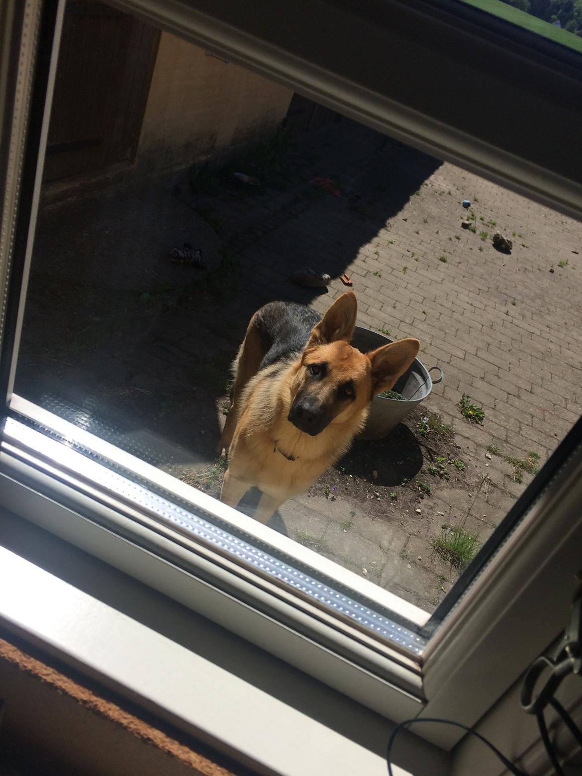 Schæferhund Eico billede 1