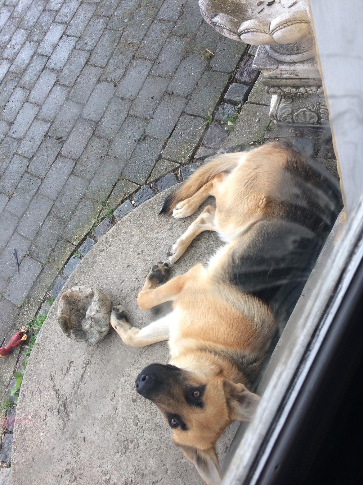 Schæferhund Eico billede 38