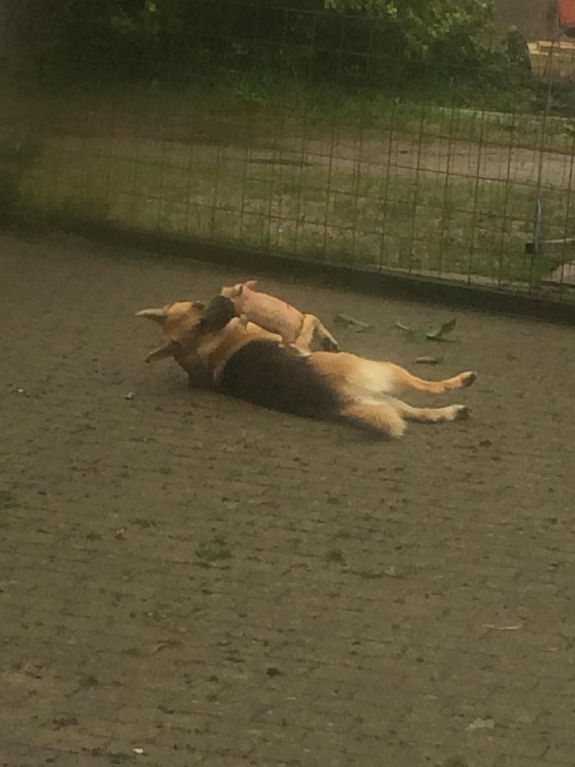 Schæferhund Eico billede 41