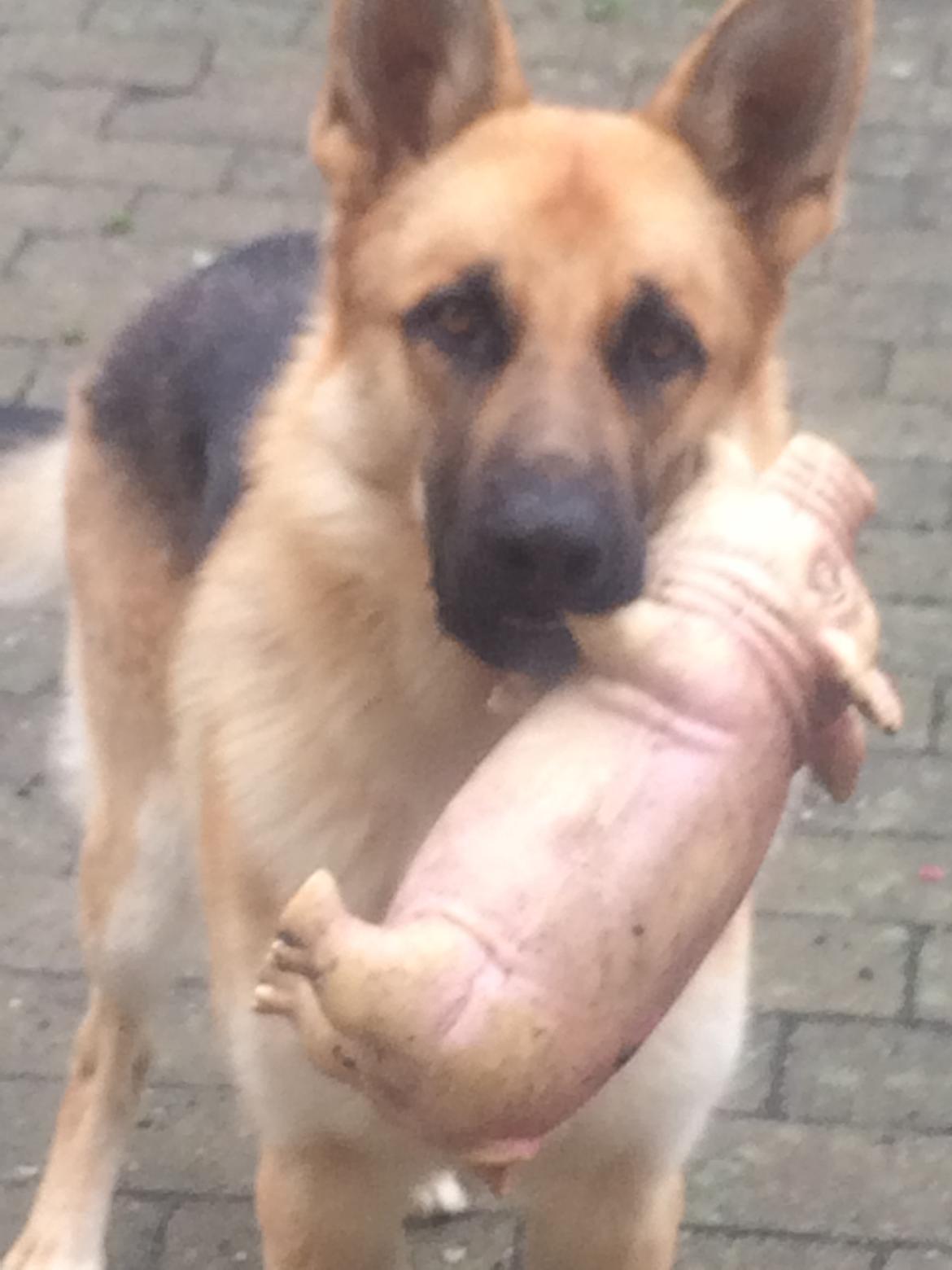 Schæferhund Eico billede 46