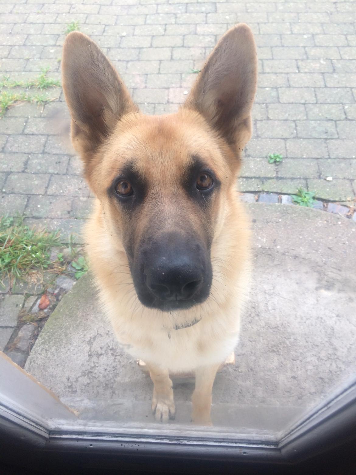 Schæferhund Eico billede 44