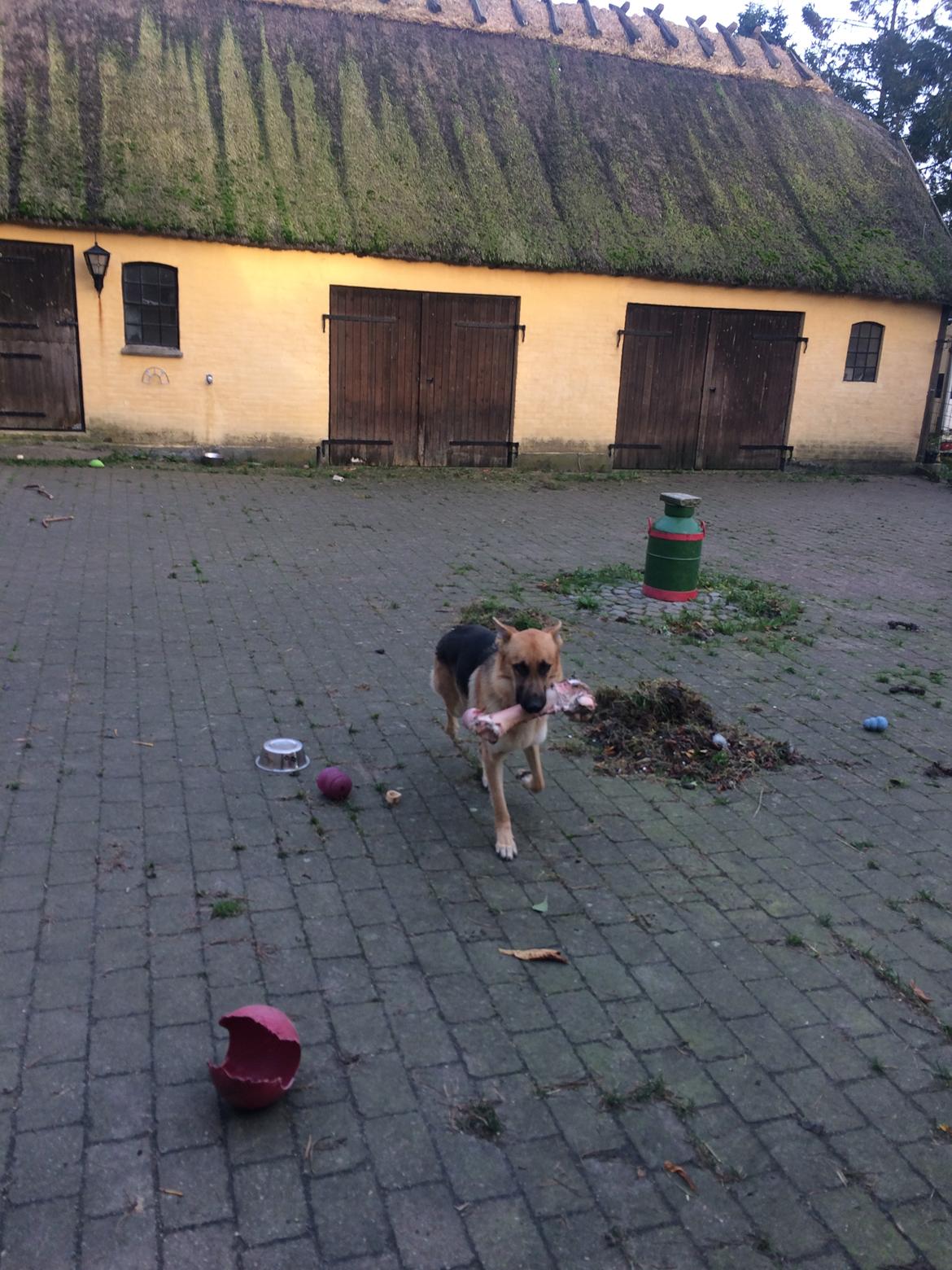 Schæferhund Eico billede 45