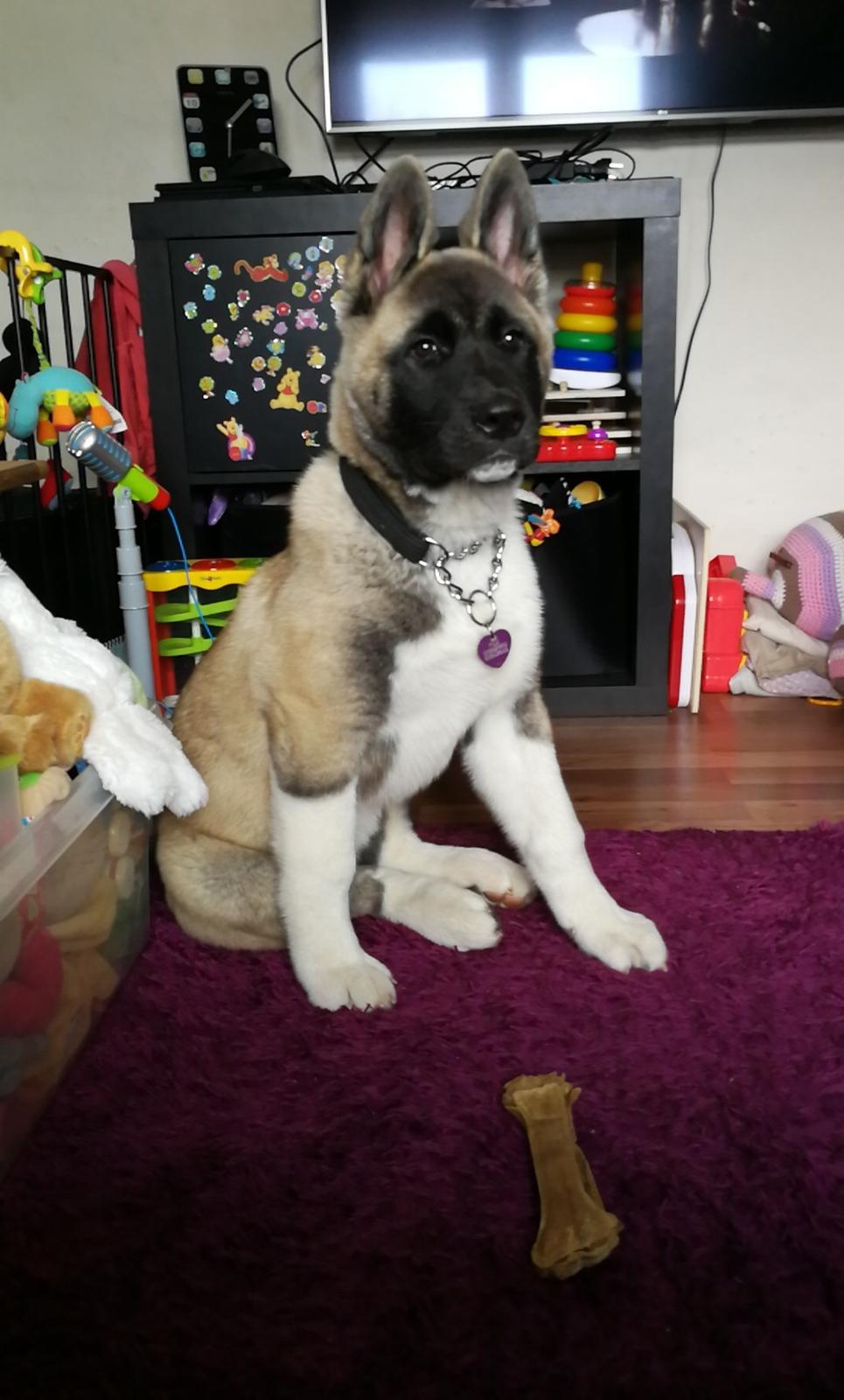American Akita Cebali wild Louisiana aka Fuji billede 3