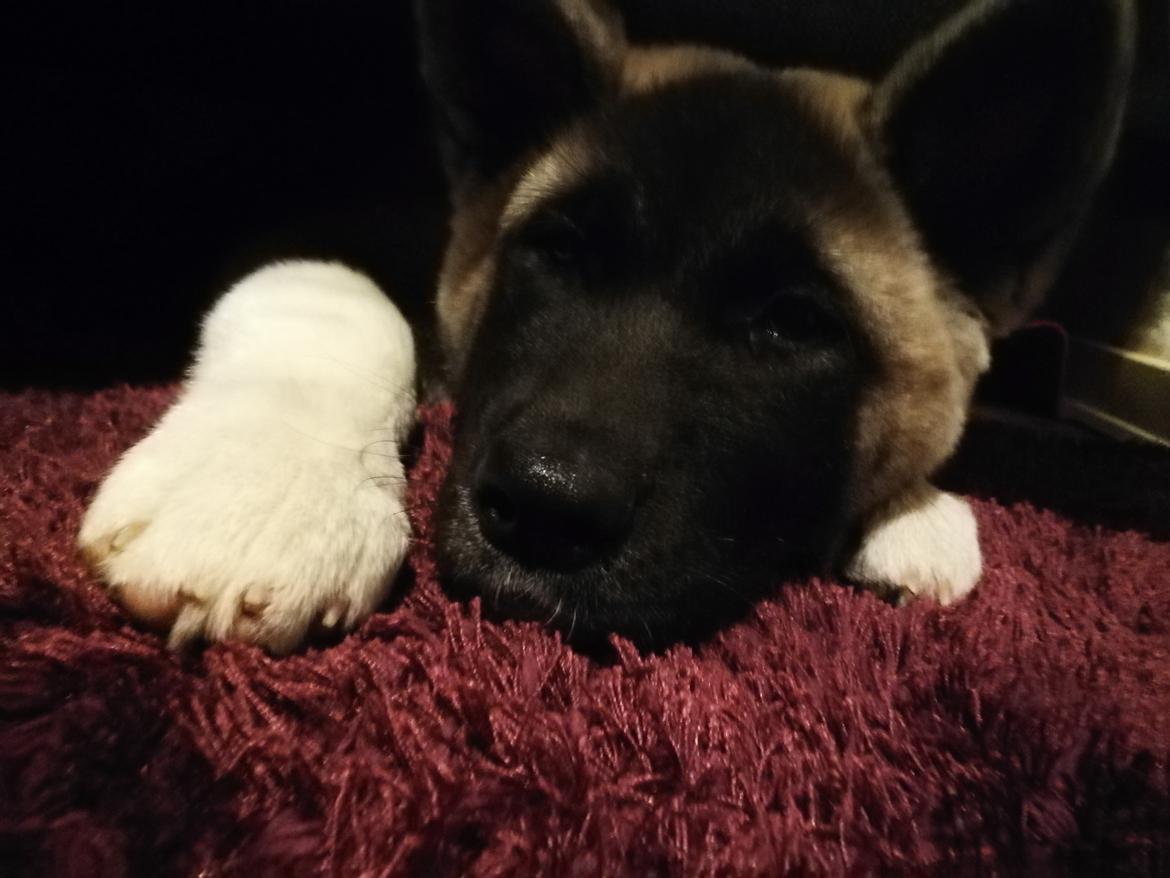 American Akita Cebali wild Louisiana aka Fuji billede 5