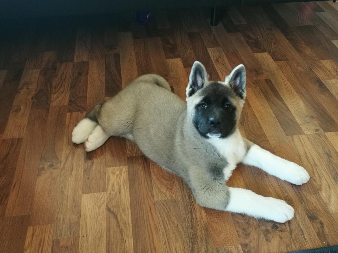 American Akita Cebali wild Louisiana aka Fuji billede 9