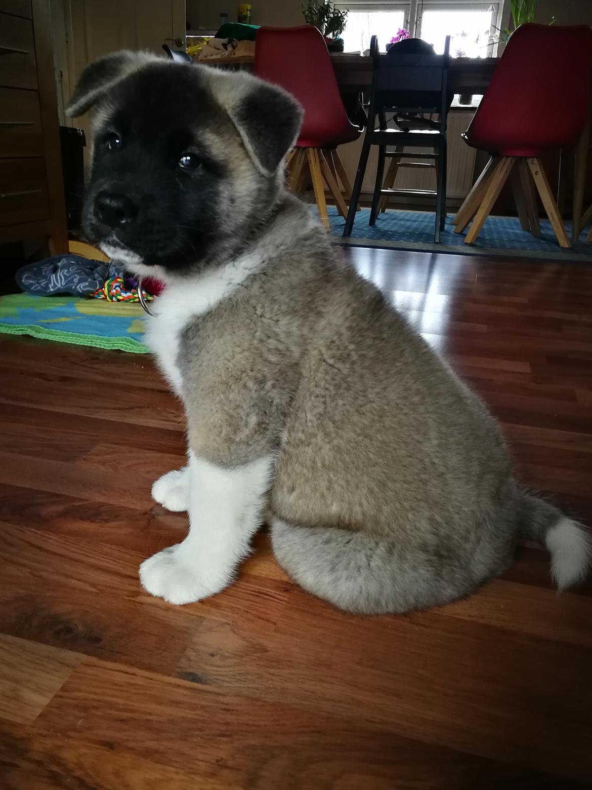 American Akita Cebali wild Louisiana aka Fuji billede 11