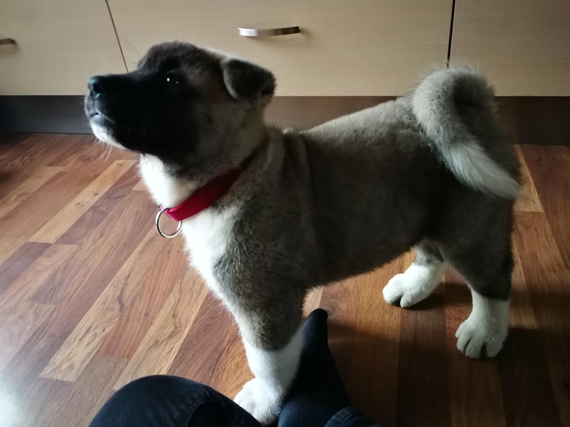 American Akita Cebali wild Louisiana aka Fuji billede 13