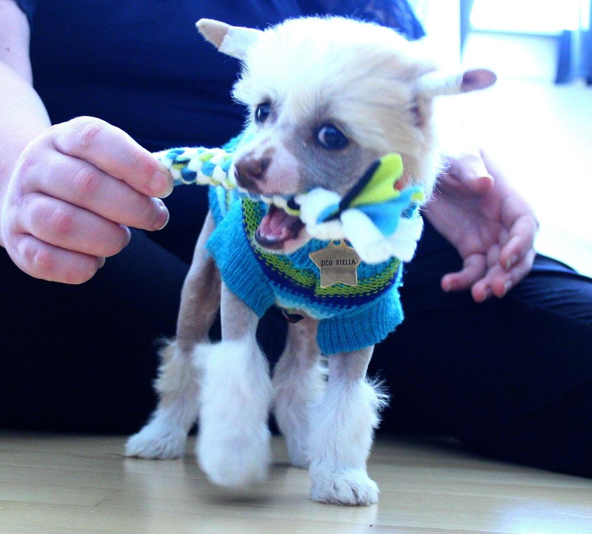 Chinese crested hårløs Zico Stella (Hottie Tot's Foxie Flash) billede 37
