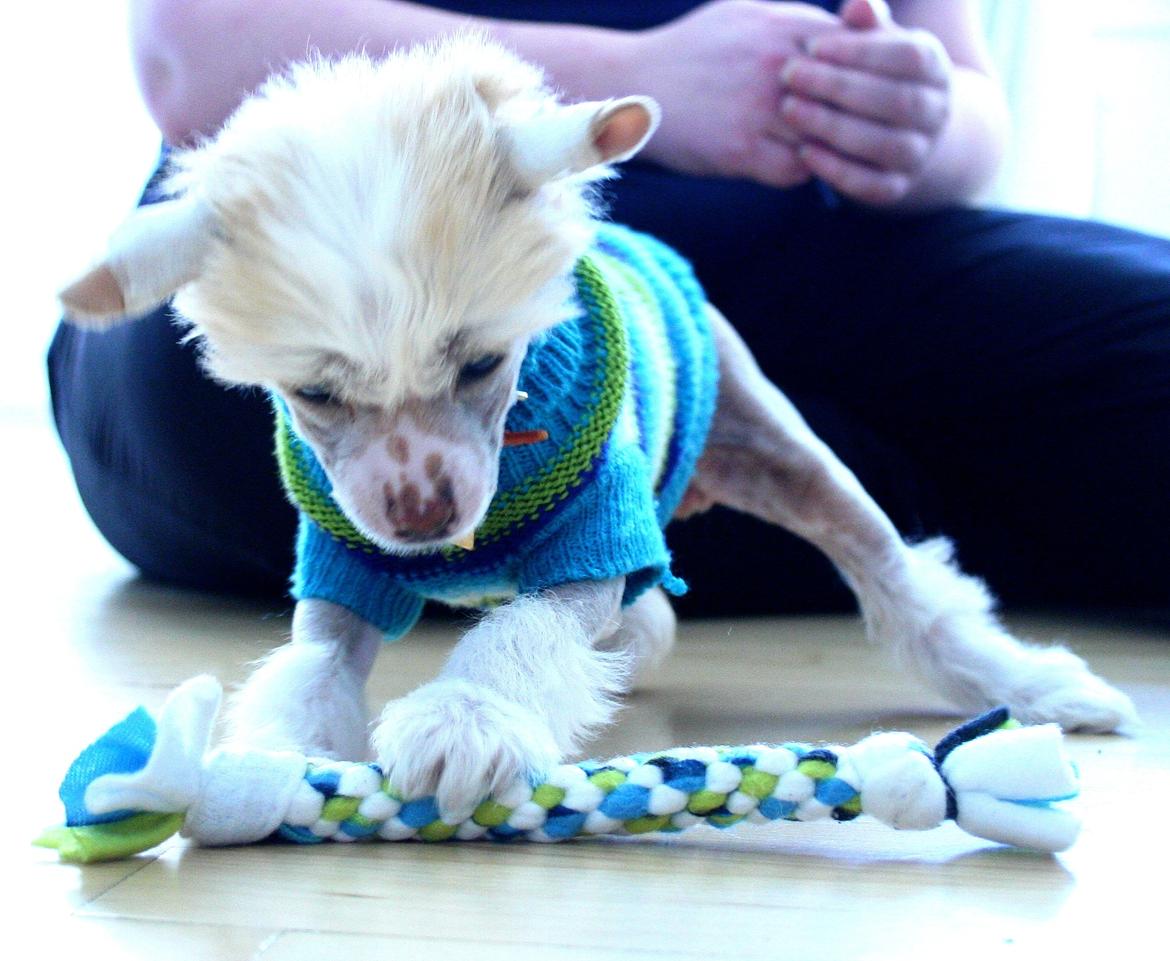 Chinese crested hårløs Zico Stella (Hottie Tot's Foxie Flash) billede 38