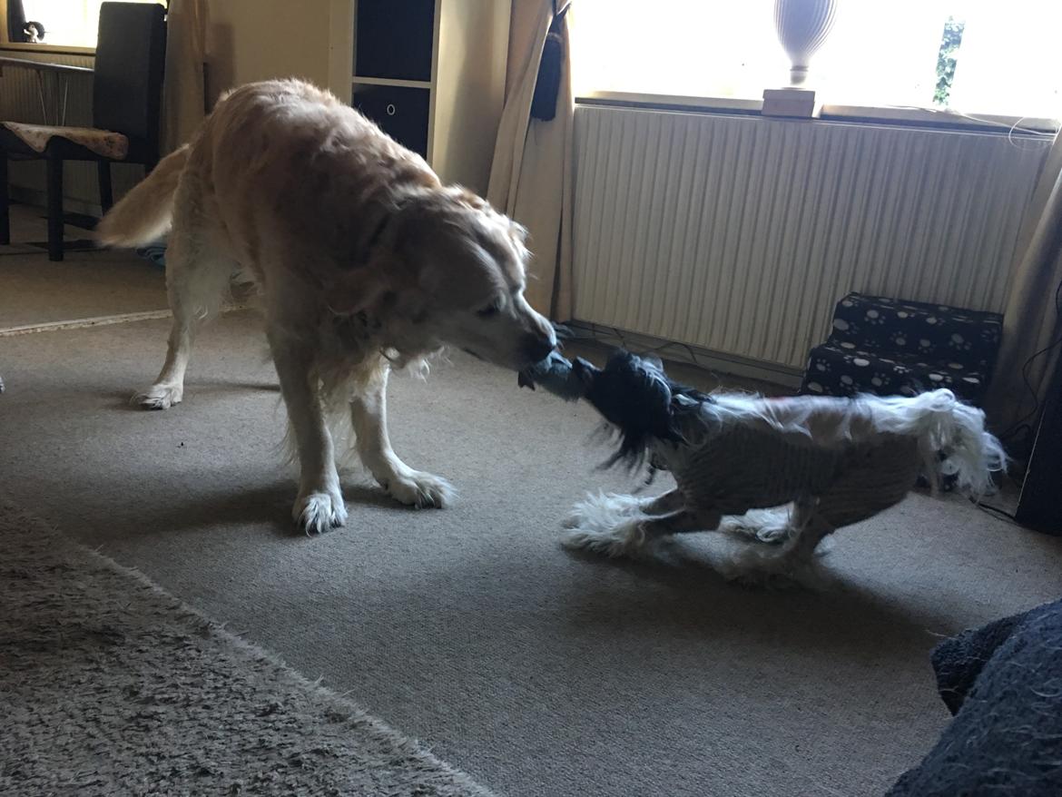 Chinese crested hårløs Jax billede 29