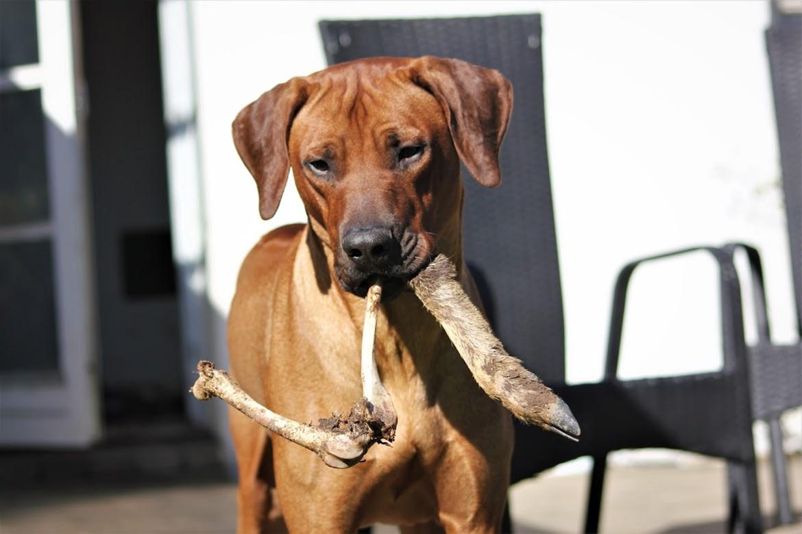 Rhodesian ridgeback Hazinas 7th Galactic  Cosmos "Sam"  - D. 22 april 2018, han bar hans fund på marken hele vejen hjem til matriklen <3 billede 17