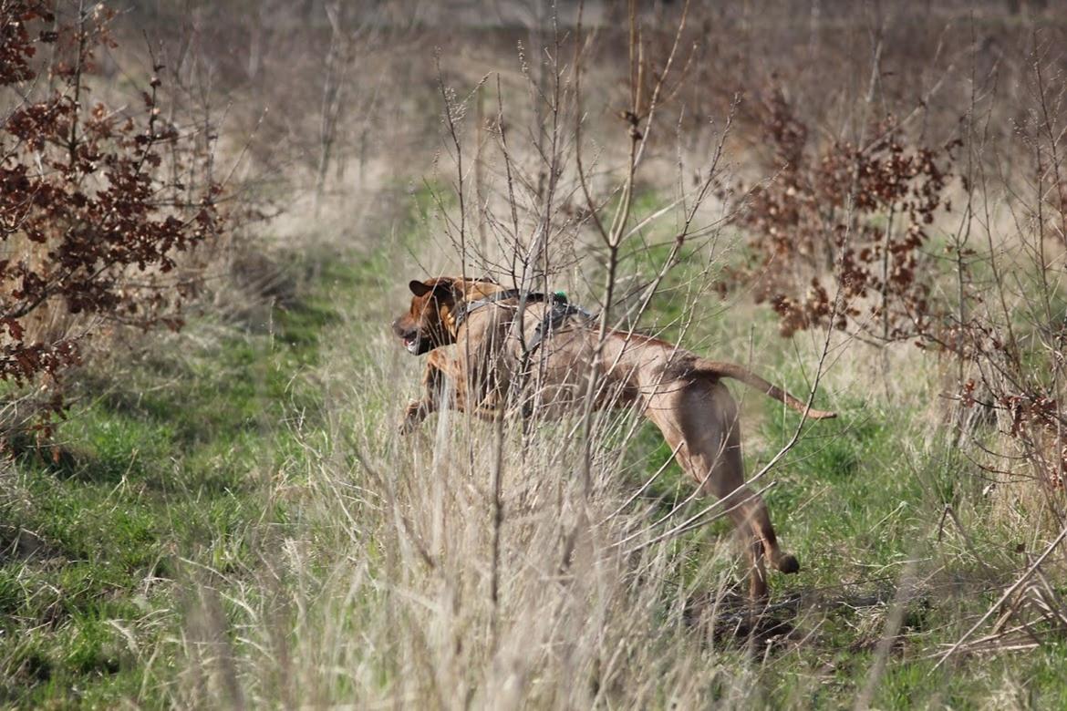 Rhodesian ridgeback Hazinas 7th Galactic  Cosmos "Sam"  - I skævinge hundeskov d. 22 april 2018 billede 45