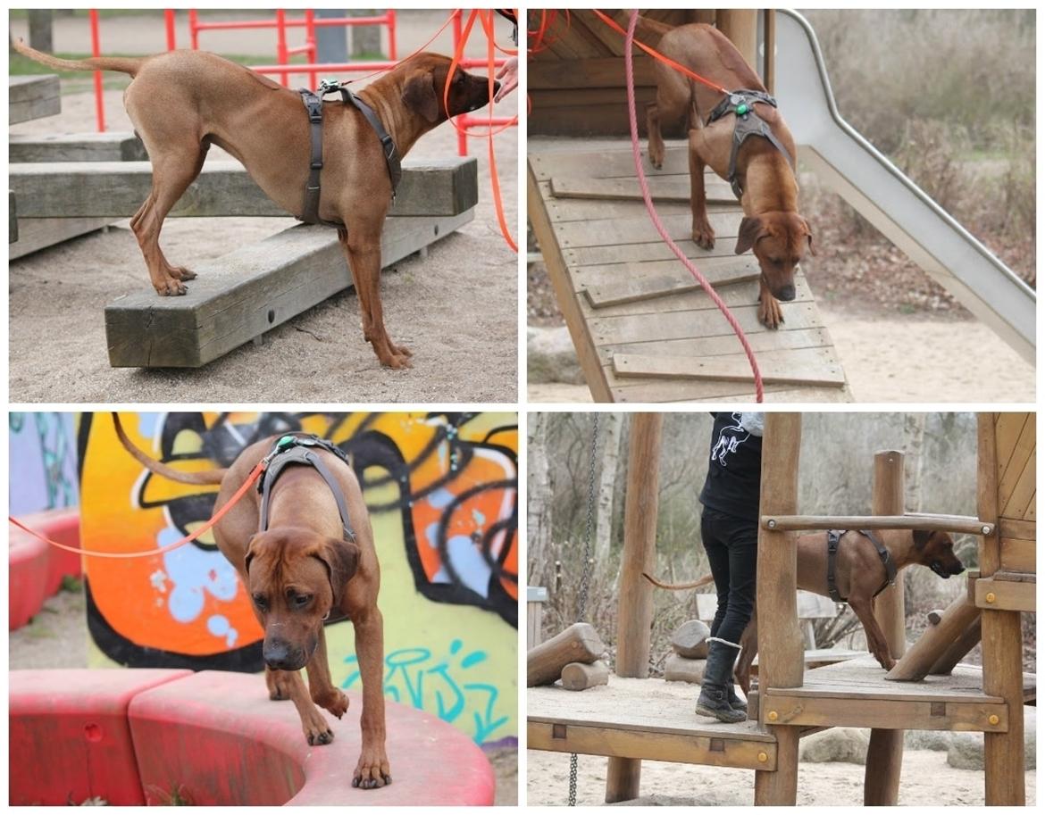 Rhodesian ridgeback Hazinas 7th Galactic  Cosmos "Sam"  - I skovlunde bypark d. 15 april 2018 billede 39