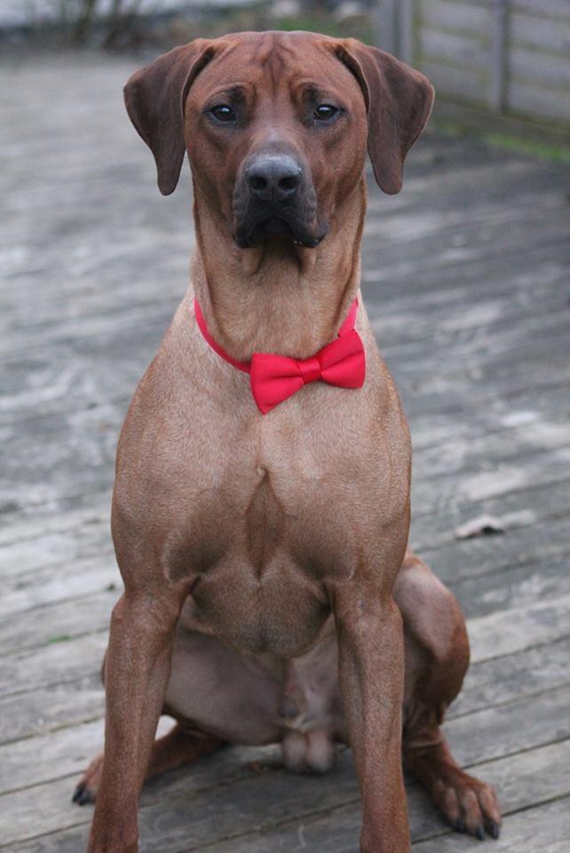 Rhodesian ridgeback Hazinas 7th Galactic  Cosmos "Sam"  - Sam's fødselsdag 1 år gammel d. 7 april 2018 billede 20