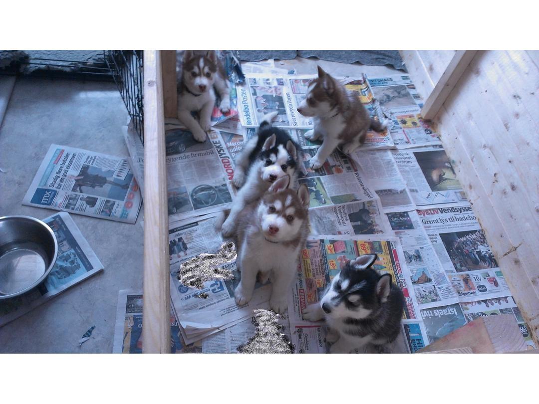 Siberian husky Karma <3 rip :'( <3 billede 1