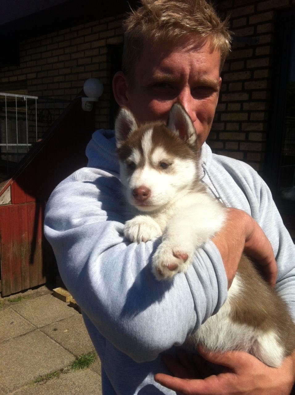 Siberian husky Karma <3 rip :'( <3 billede 2