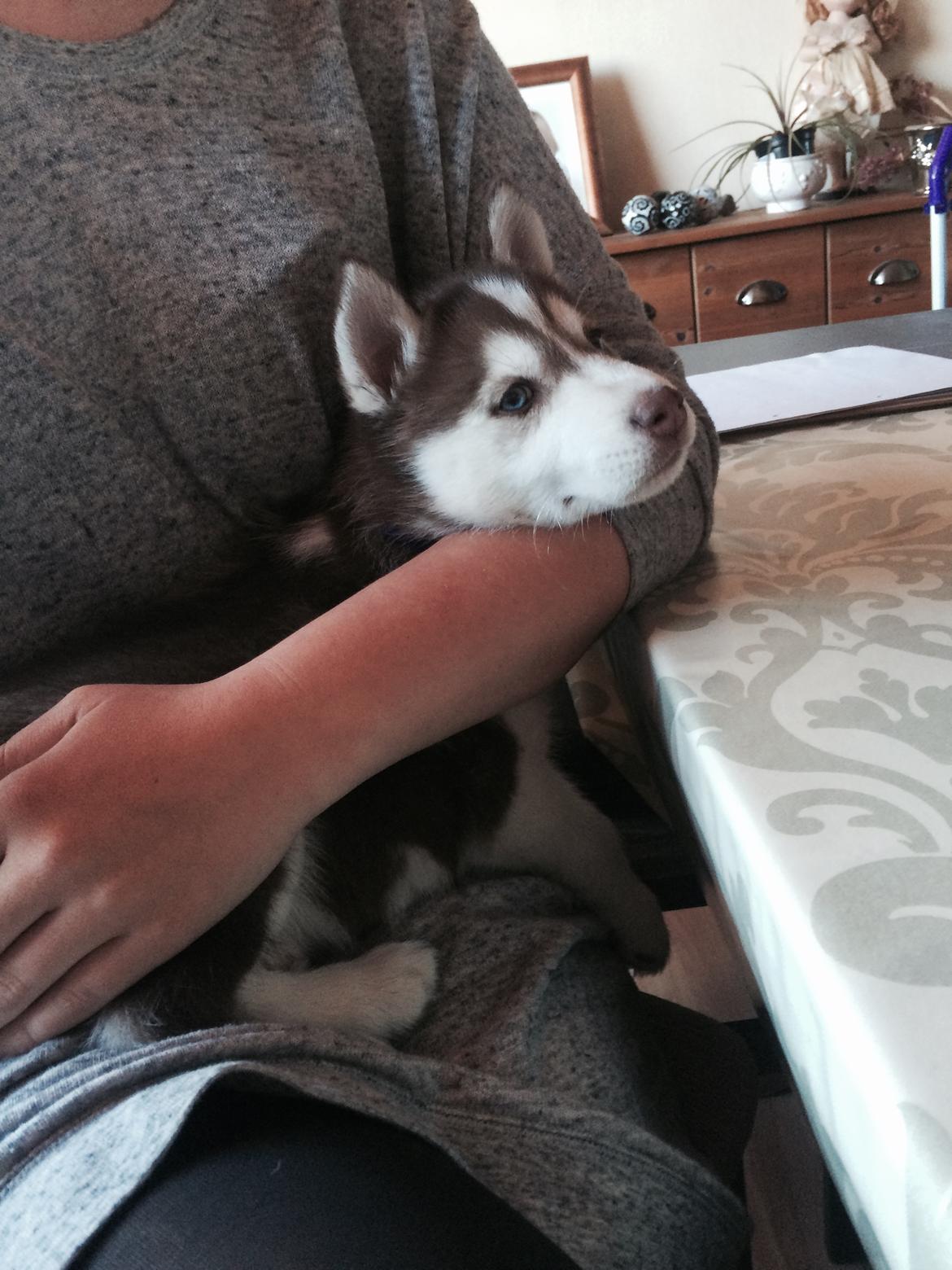 Siberian husky Karma <3 rip :'( <3 billede 3