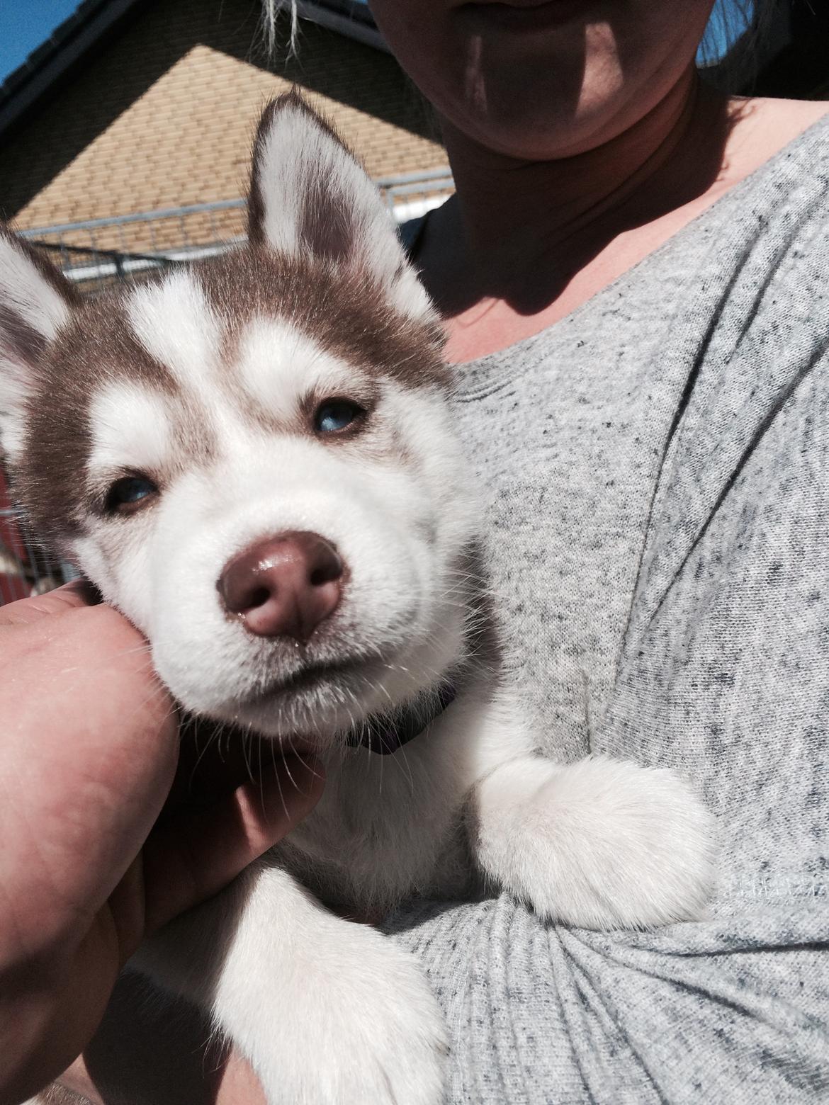 Siberian husky Karma <3 rip :'( <3 billede 4