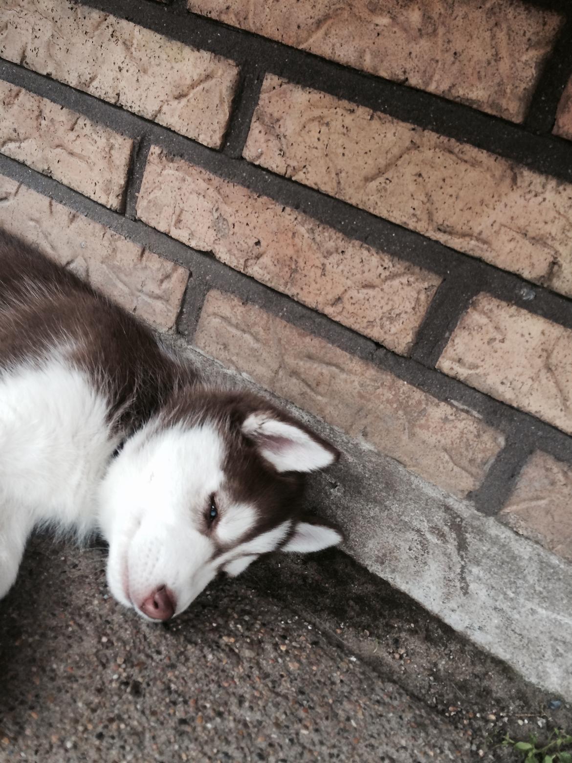 Siberian husky Karma <3 rip :'( <3 billede 6
