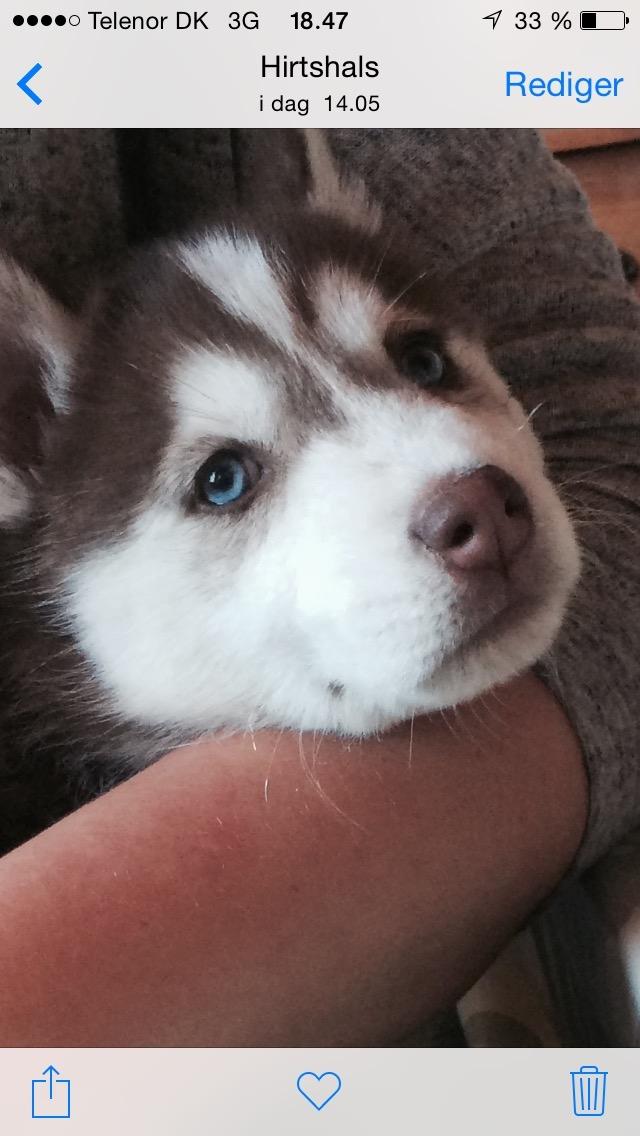Siberian husky Karma <3 rip :'( <3 billede 7