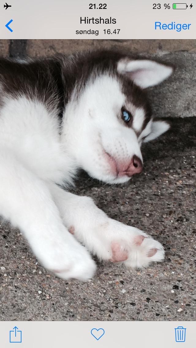 Siberian husky Karma <3 rip :'( <3 billede 8